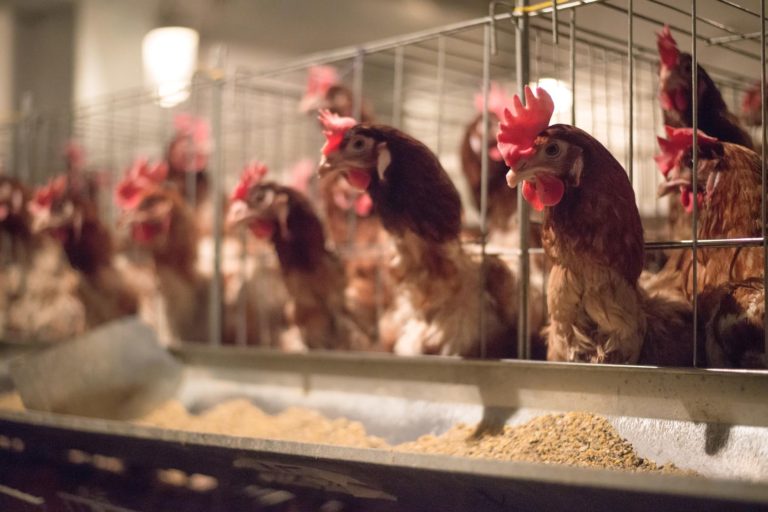 Allevamenti di polli e salmonella: quali possibilità dai prebiotici?