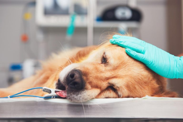 Cani con IBD idiopatica e diarrea cronica: primo studio sul microbiota intestinale