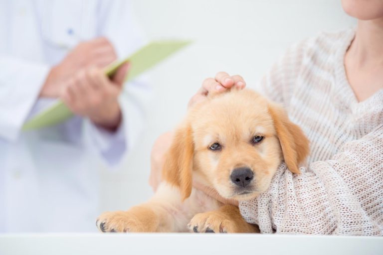 Diarrea emorragica acuta nei cani: probiotici ripristinano l’eubiosi intestinale