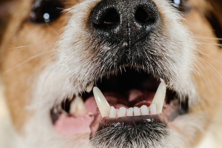Cani: la profilassi dentale modifica il microbiota orale in modo transitorio