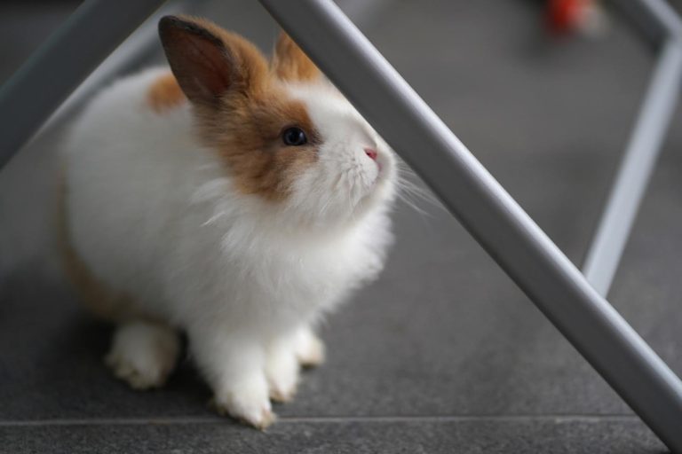 Enteriti nei conigli domestici: la disbiosi intestinale è correlata all’ambiente di vita