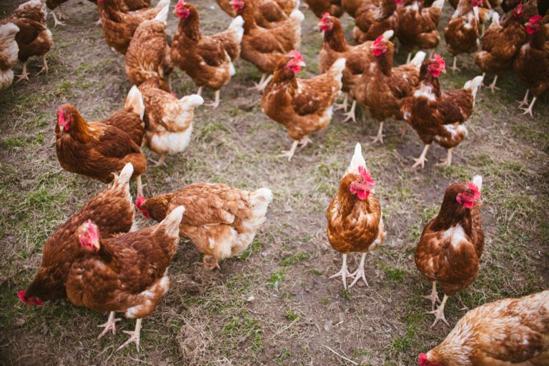 Allevamento polli: i Lactobacilli sono gli “influencer” del microbiota intestinale