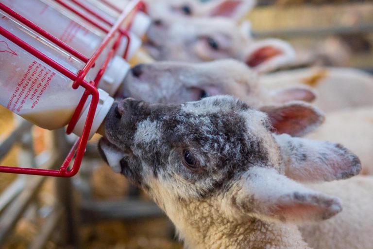 Svezzamento agnelli: studio valuta impatto del latte artificiale su microbiota e sistema immunitario