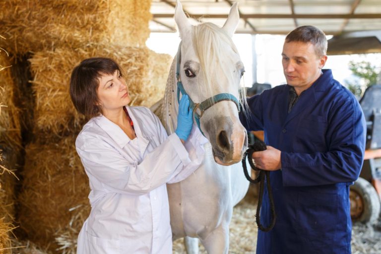 Effetti dell’omeprazolo sul microbiota intestinale dei cavalli