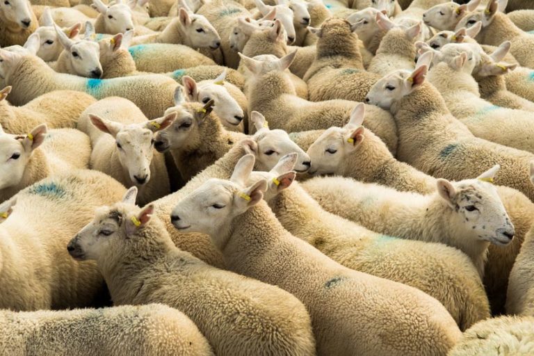 Allevamento ovini: studio valuta impatto degli oli vegetali su microbiota e digestione