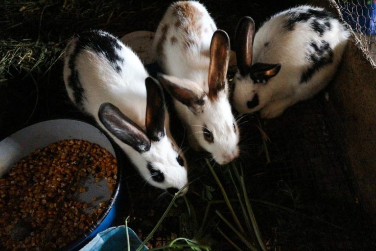 Enteropatia epizootica del coniglio: il ruolo della disbiosi intestinale
