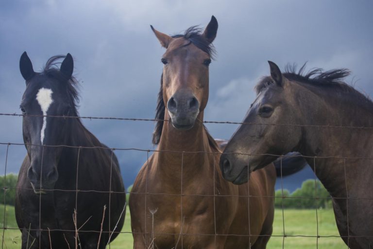 Le coliche addominali nei cavalli non sono associate a variazioni del microbiota intestinale