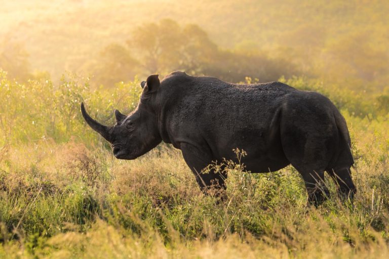 Rinoceronti neri: da relazione tra microbiota e fertilità una speranza contro l’estinzione