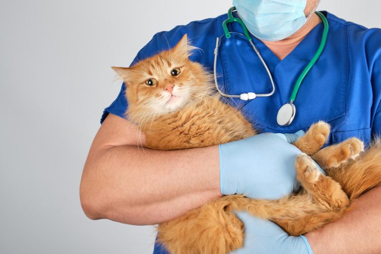 Patologia renale cronica nei gatti: scoperta correlazione con microbiota intestinale