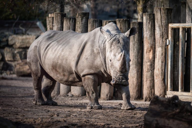 Rischio estinzione dei rinoceronti bianchi: nel microbioma intestinale possibile soluzione