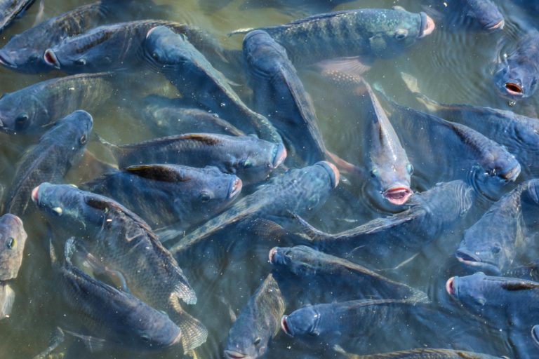 Allevamenti ittici: studiare il microbioma per migliorare la qualità dei pesci