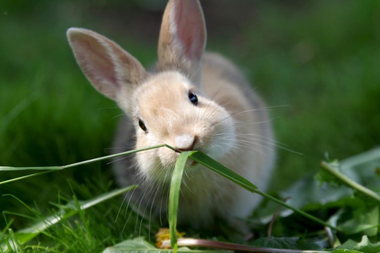 L’erba medica disidratata “aiuta” la maturazione del microbiota intestinale dei conigli giovani