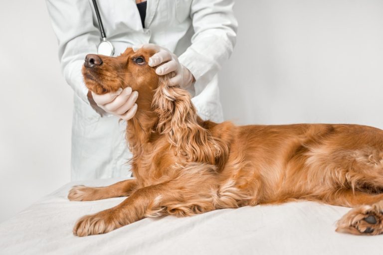Patologie intestinali dei cani: peptidi antimicrobici possibili biomarker