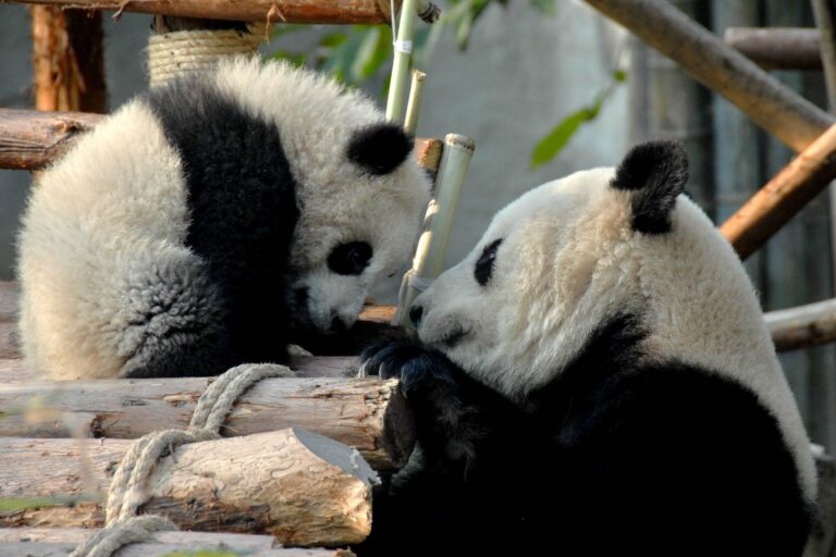 Panda giganti: gli enzimi per digerire il bambù li fornisce il microbiota intestinale