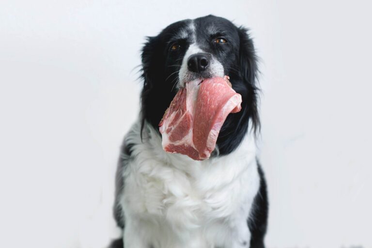 Carne cruda per i cani: come cambia il microbiota intestinale e quali sono i rischi correlati