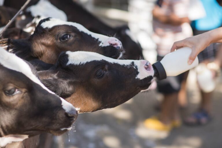 Creep-feeding: effetti dei cibi solidi sul microbiota dei vitelli in allattamento