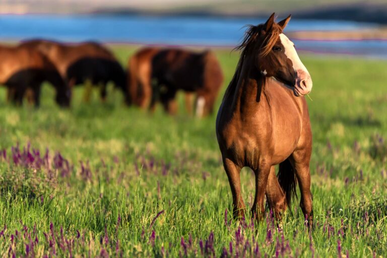 Microbiota intestinale dei cavalli: cosa sappiamo e cosa resta da scoprire