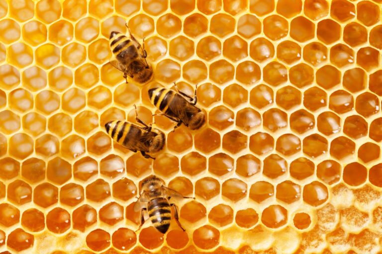 Il melezitosio (melata) potrebbe danneggiare il microbiota intestinale delle api