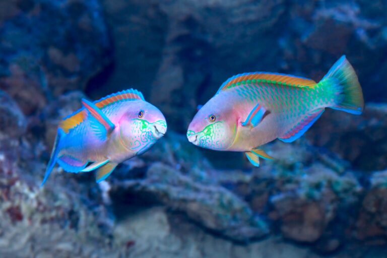 Il microbiota intestinale del pesce pappagallo “riflette” la biodiversità della barriera corallina