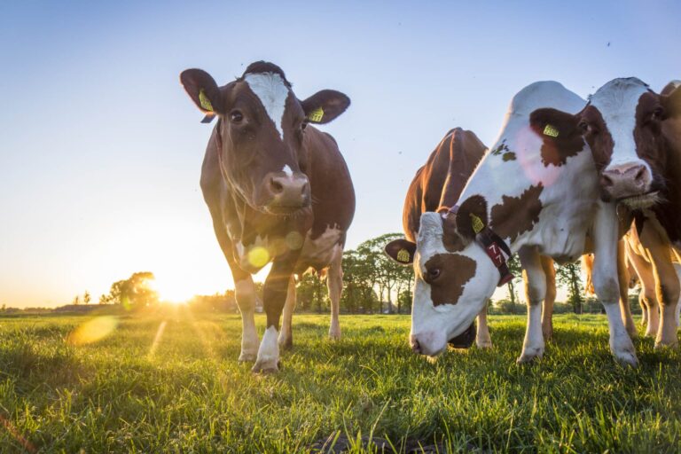 Modificare il microbiota intestinale delle mucche per aumentare la produzione del latte