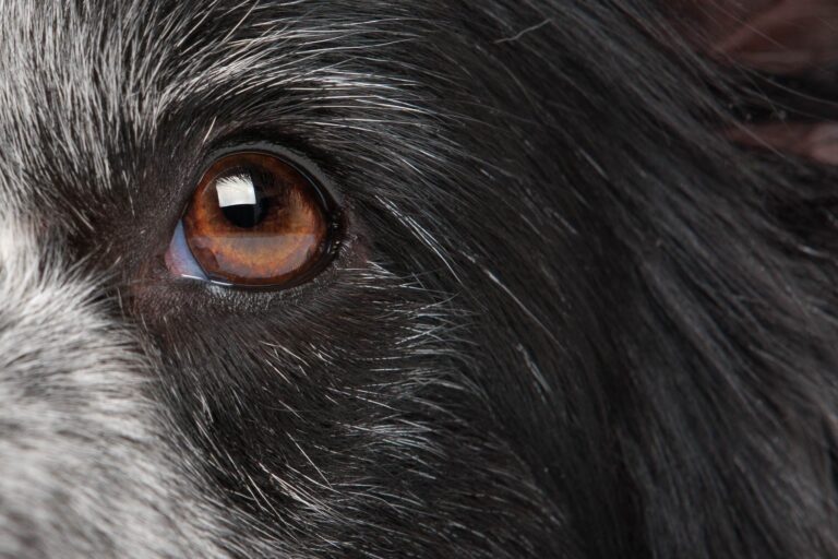 Microbioma oculare dei cani: cosa succede dopo il trattamento antibiotico?
