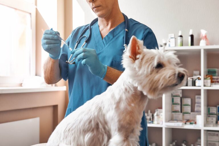 Diarrea acuta nei cani: effetti negativi di amoxicillina-acido clavulanico sul microbiota intestinale