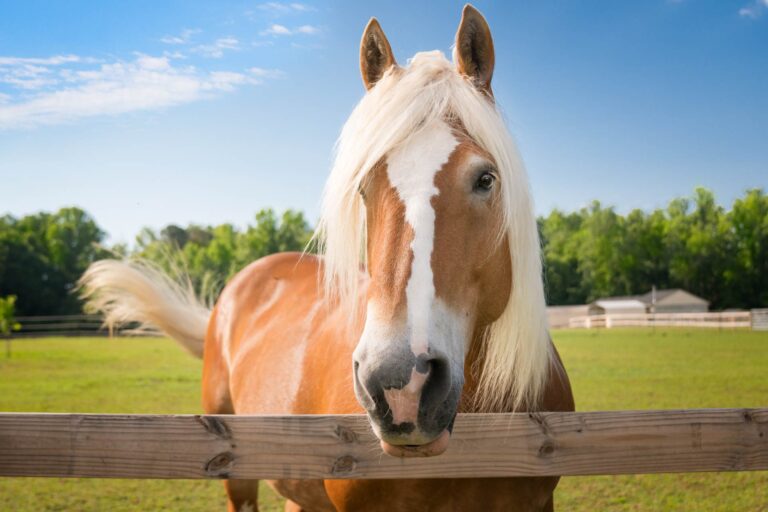 Carie dentale nei cavalli: il ruolo del microbiota del cavo orale