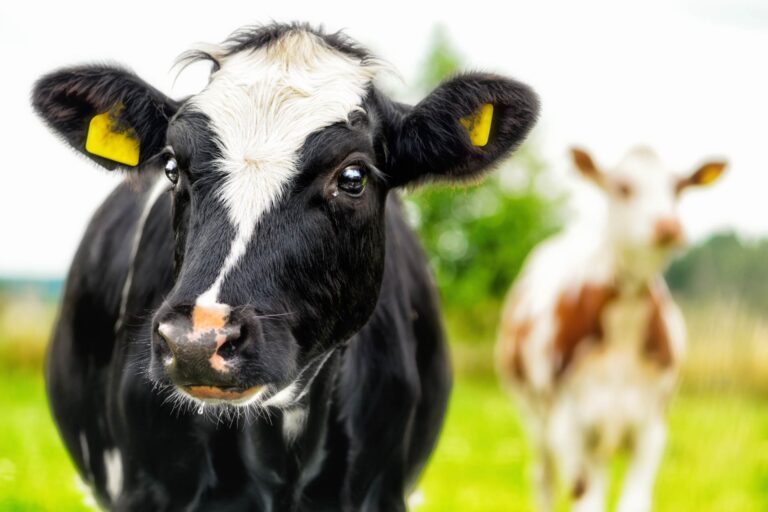 Studio rivela il microbiota delle vie respiratorie nei bovini