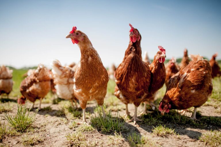 Colibacillosi aviaria: antibiotici inducono disbiosi intestinale che favorisce l’infezione