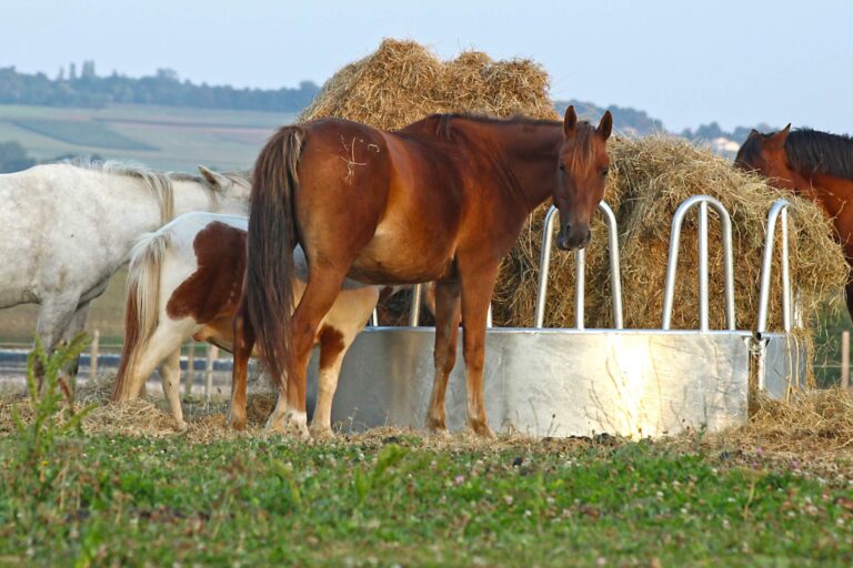 L’impatto della lignina del foraggio sul microbiota intestinale dei cavalli