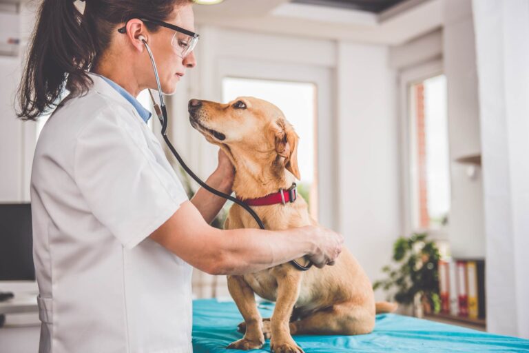 Trapianto fecale nei cani nel trattamento di infezioni gastrointestinali