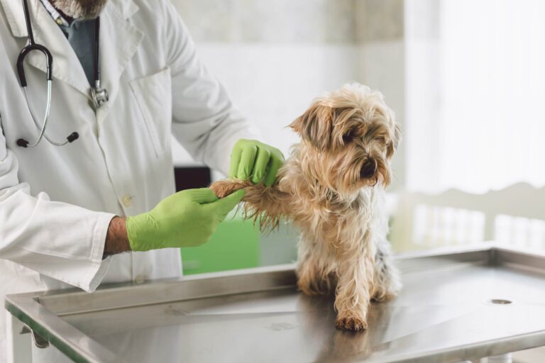 Scoperta associazione tra microbiota intestinale e artrite nei cani