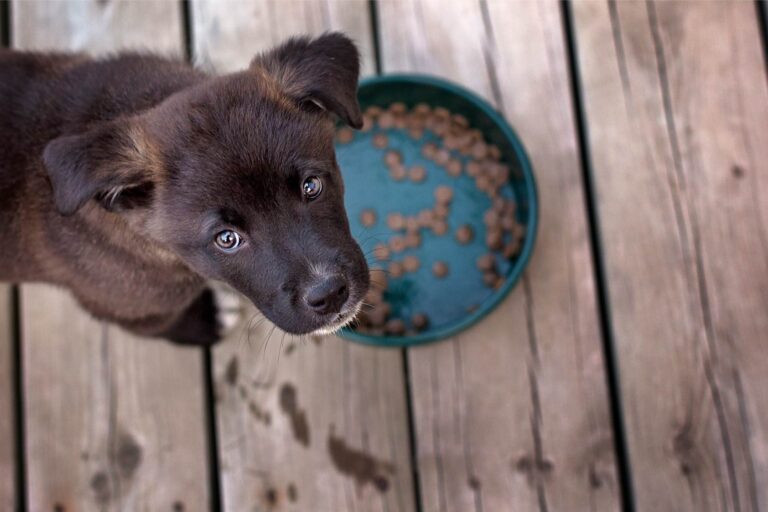 Alimentazione dei cani: effetti positivi dell’integrazione con lieviti