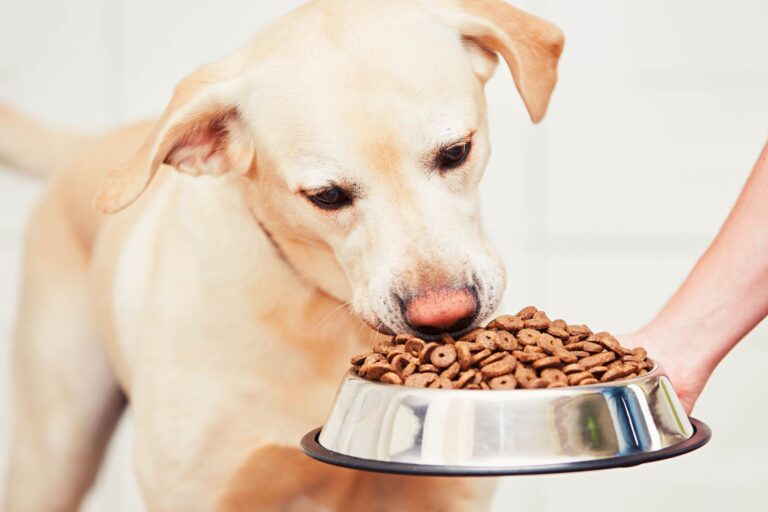 Impatto di diete ricche di amidi resistenti sul microbiota intestinale di cani adulti