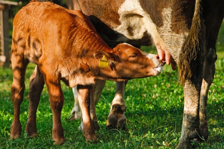 Microbioma della mammella nei bovini utile nella prevenzione delle mastiti
