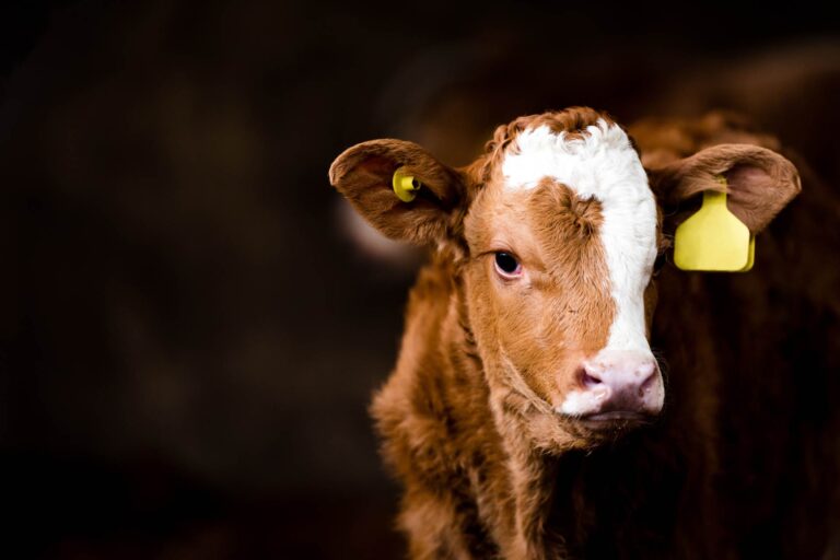 Polmonite nei bovini: microbiota nasofaringeo possibile biomarker per una diagnosi precoce