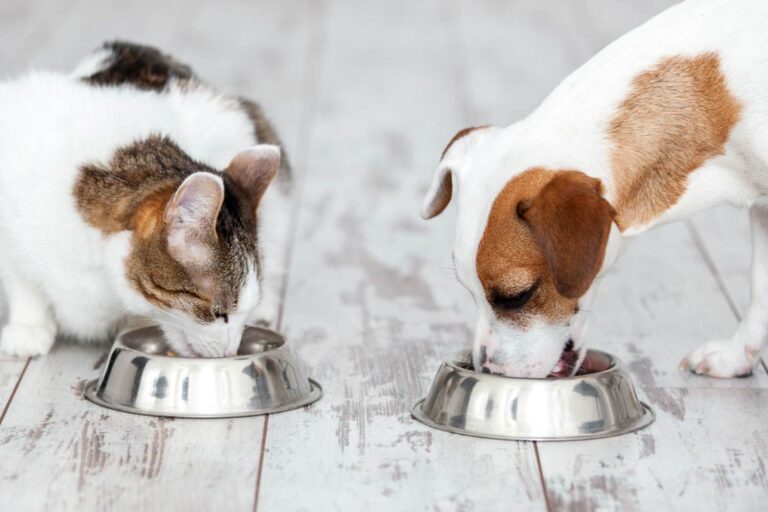 Effetti della dieta sul microbiota di cani e gatti
