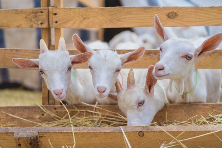 Acidosi ruminale subacuta nelle capre: studio in real-time del microbiota del rumine svela il reale ruolo dei batteri