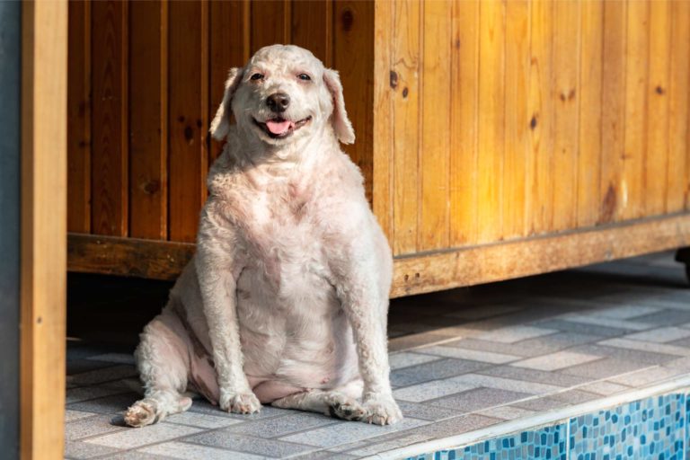 Cani obesi: impatto di diete ipocaloriche sul microbiota intestinale