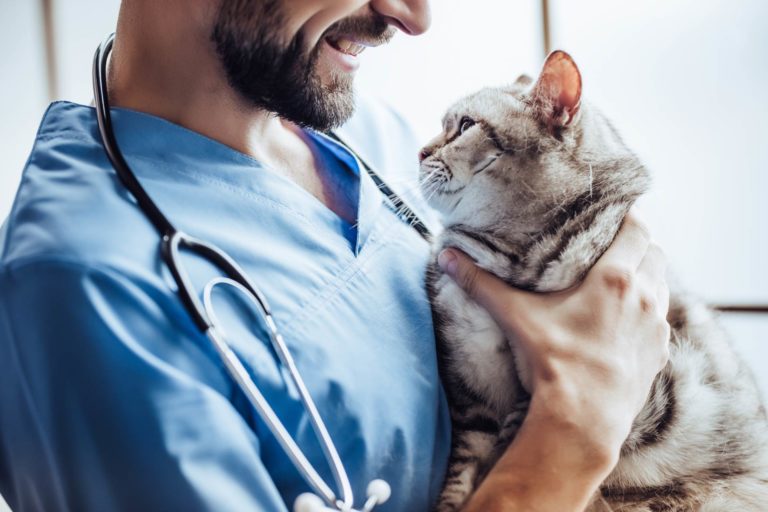 Bronchite nel gatto: scoperto Filobacterium che altera il microbiota e favorisce le infezioni
