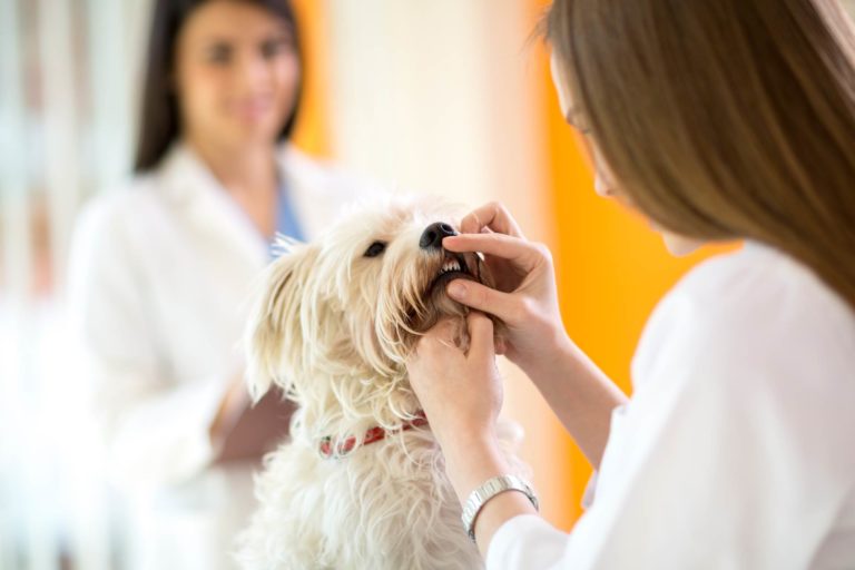 Microbioma orale alterato nei cani con periodontite: causa o conseguenza?