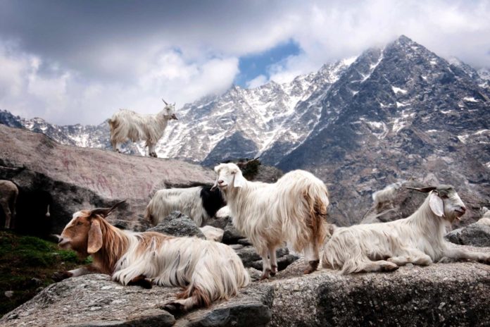 capre tibetane