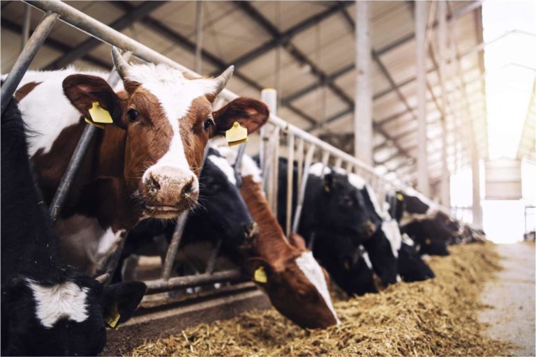 Analisi del trascrittoma e del metagenoma del latte da vacche sane e con mastite subclinca