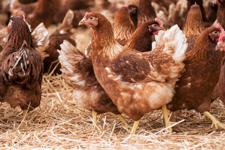 Il β-glucano da lievito migliora microbioma e metaboloma intestinale dei polli