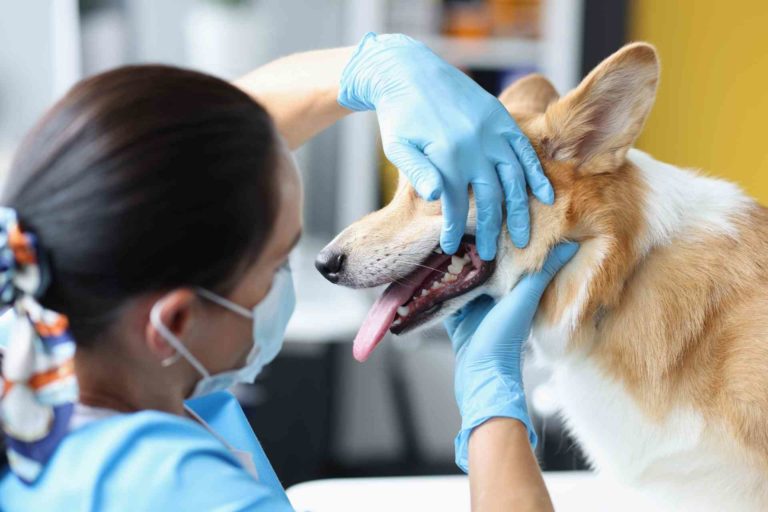 Cani e gatti: come trattare la parodontite senza alterare il microbioma orale