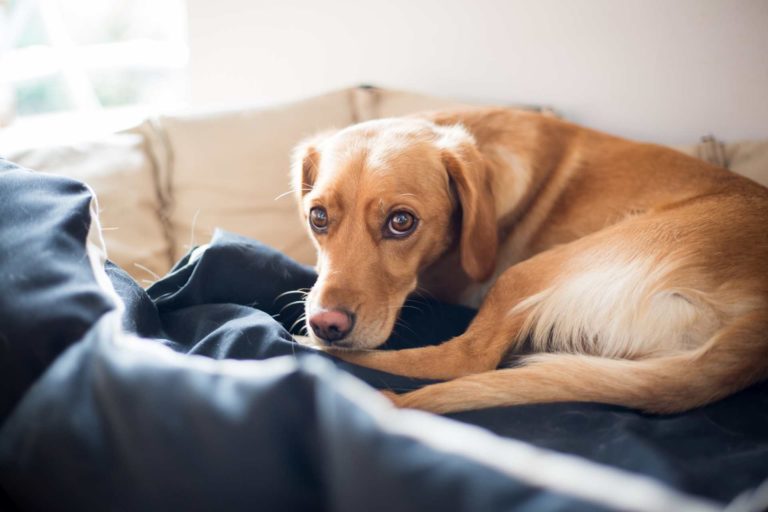Come cambia il microbiota intestinale nei cani con epatopatie congenite